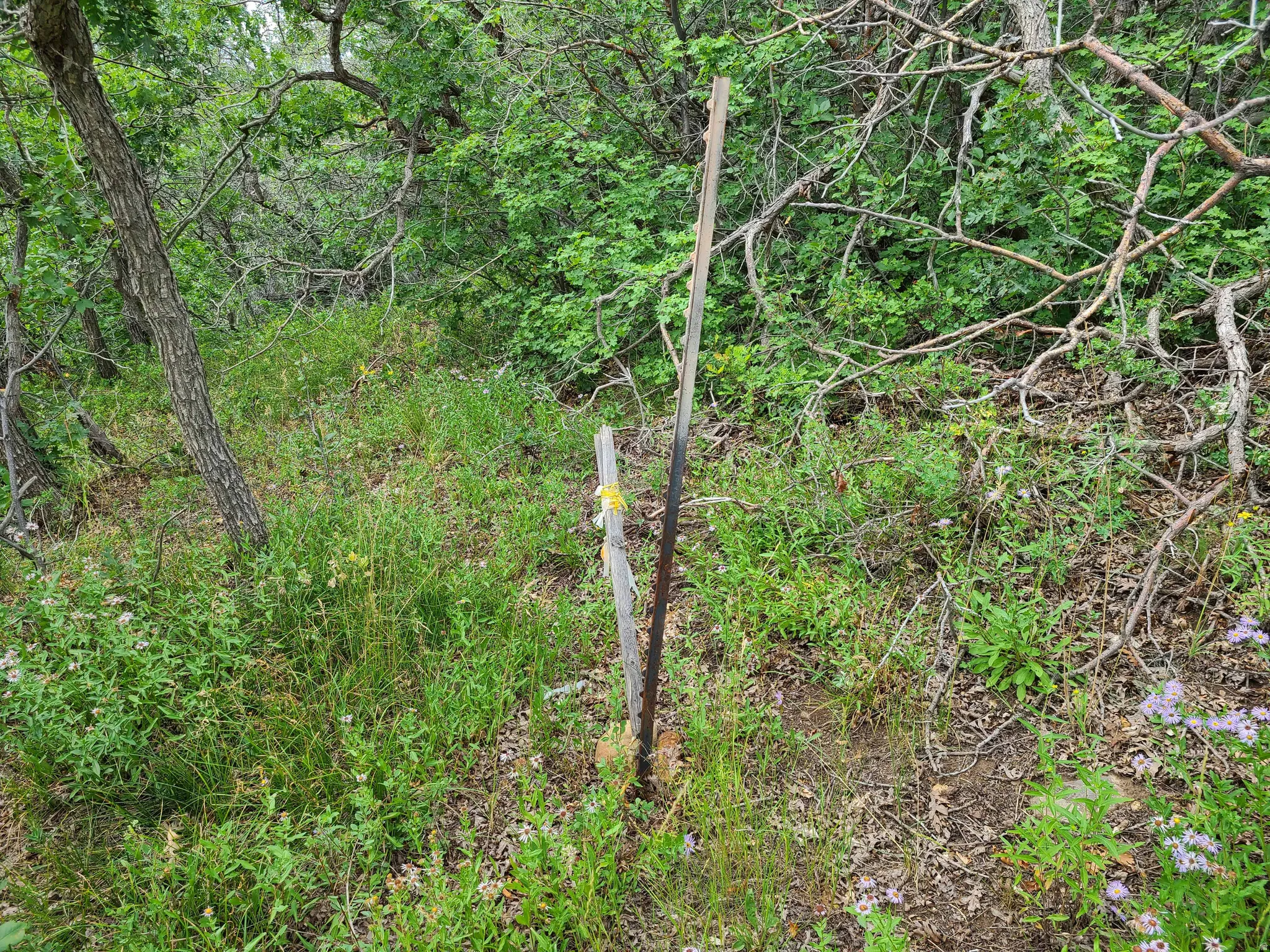 View of undeveloped land