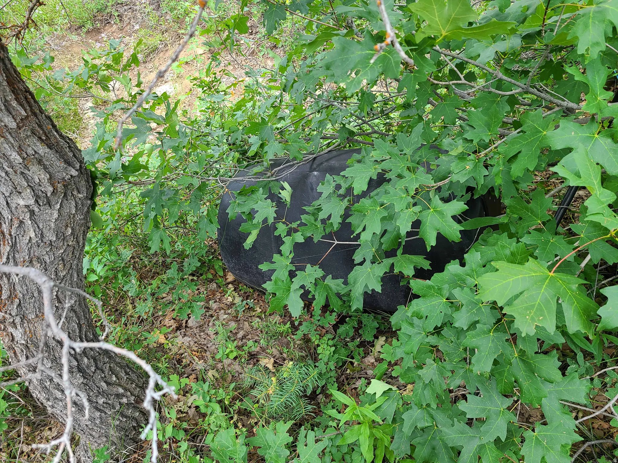 View of undeveloped land