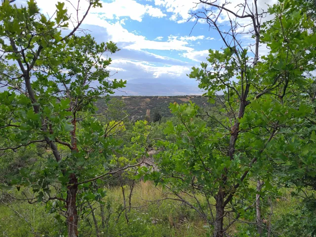 Mountain view featuring a forest