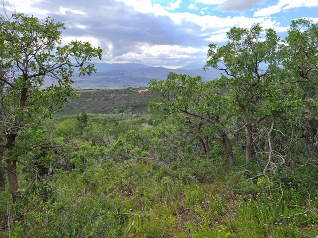 View of mountain backdrop with a heavily wooded area