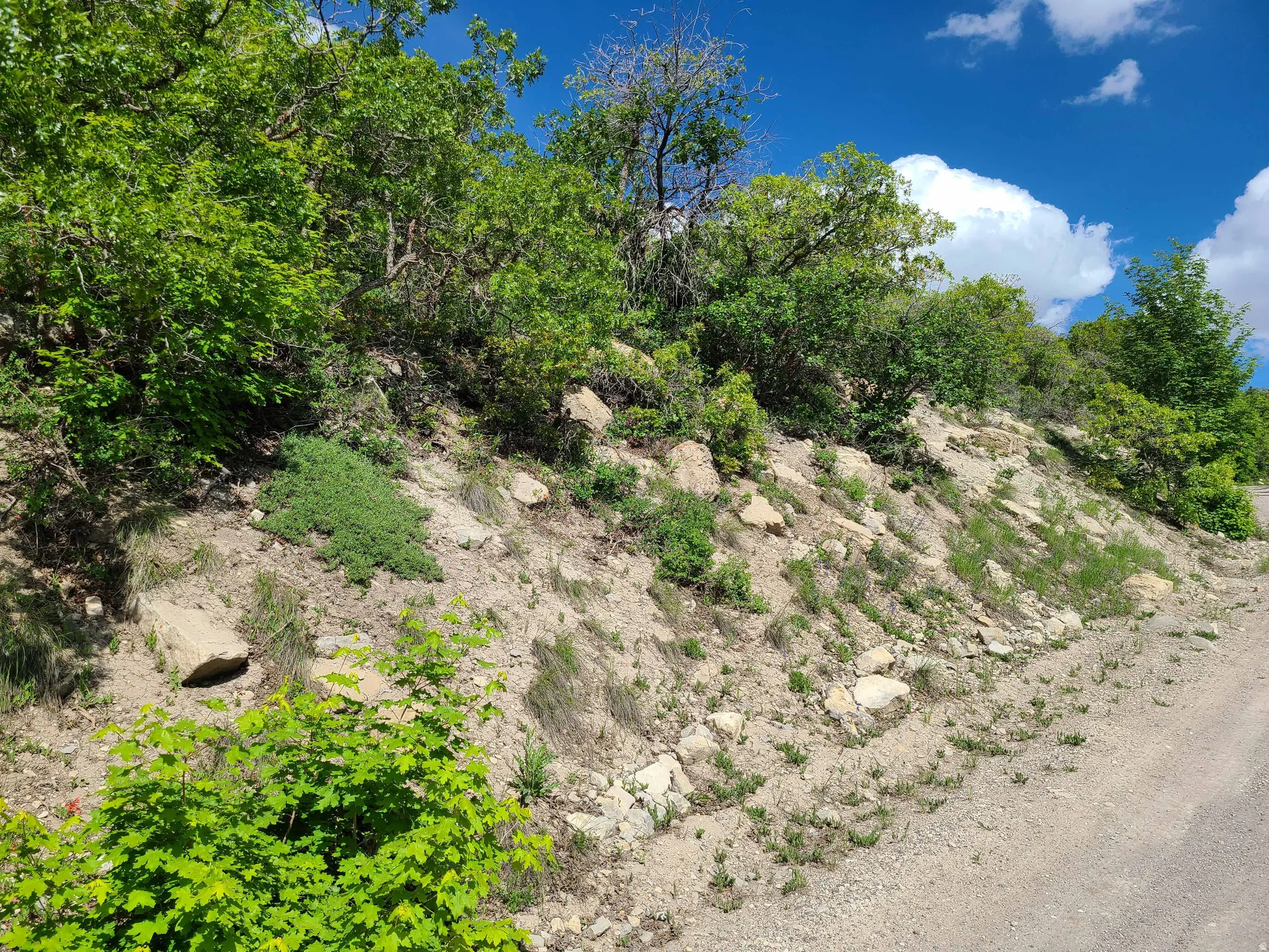 View of local wilderness