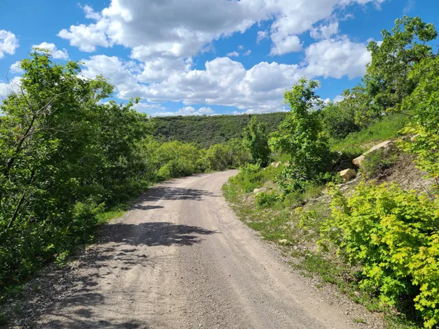View of dirt / gravel road with a wooded view