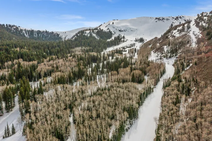 Mountain view with a forest