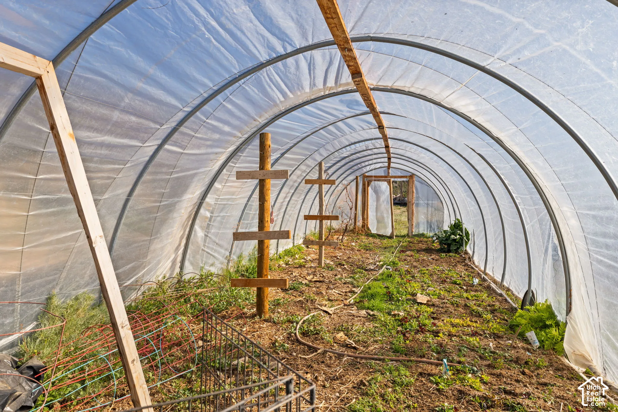 Interior of hoophouse