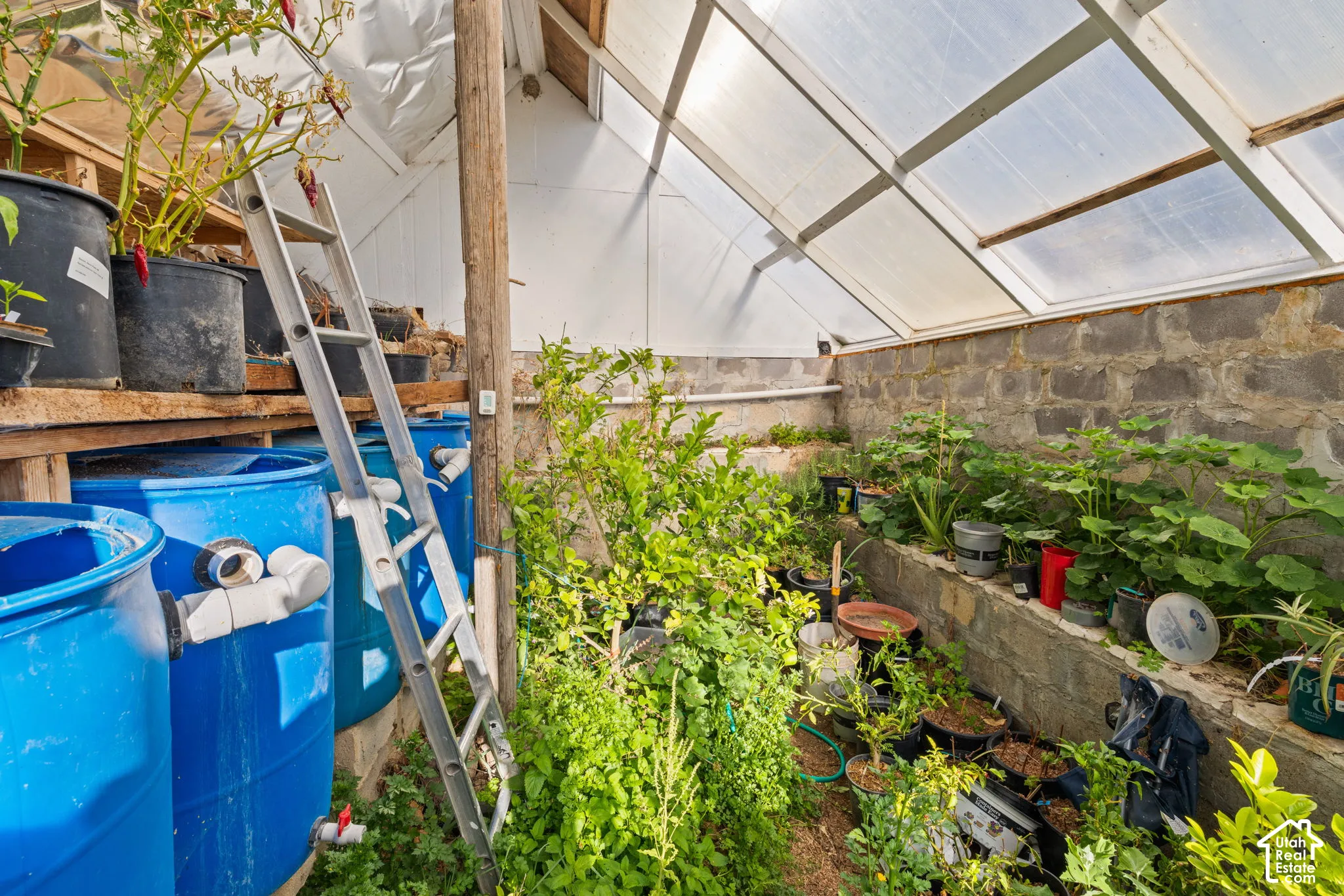Walipini Greenhouse that has limes, lemons, oranges, and a variety of other fruits, vegetables and herbs