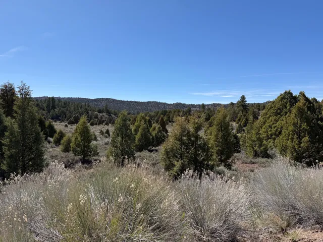 Mountain view featuring a forest