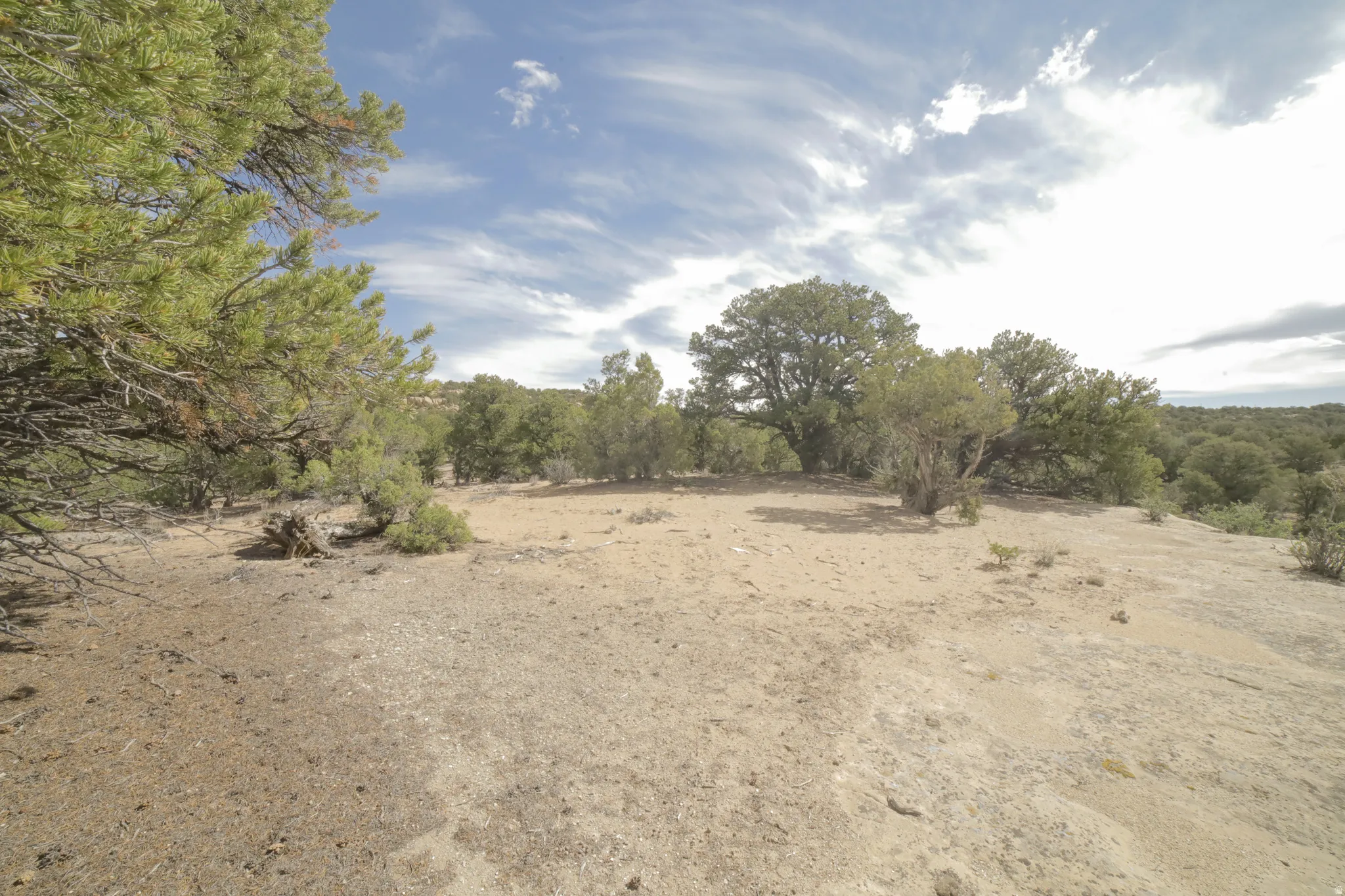 View of local wilderness