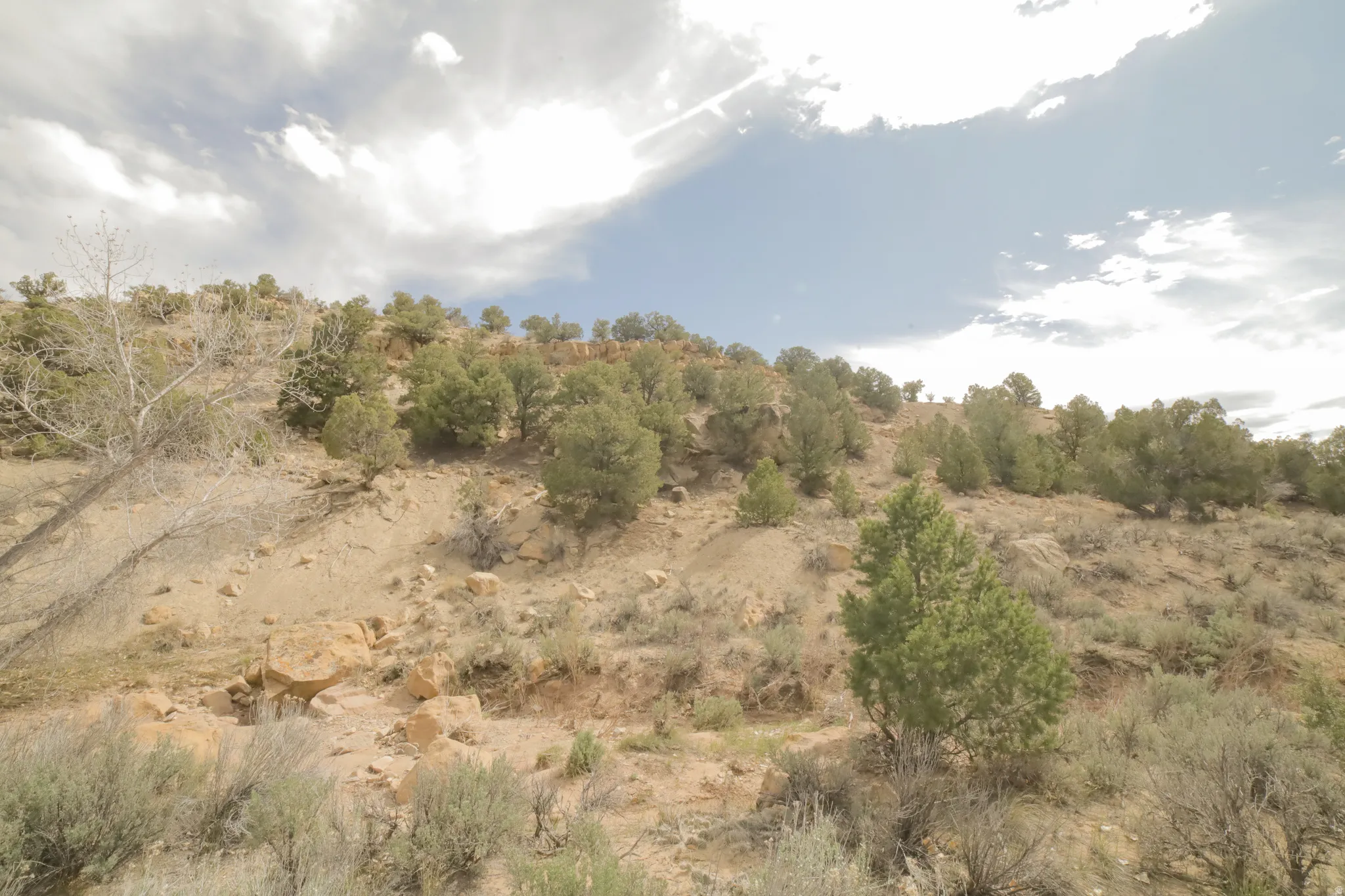 View of local wilderness