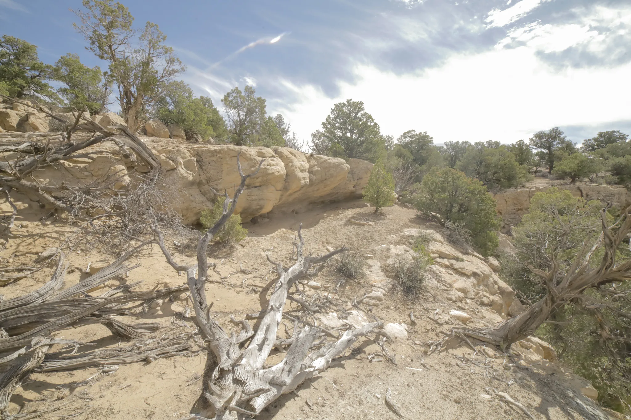 View of local wilderness