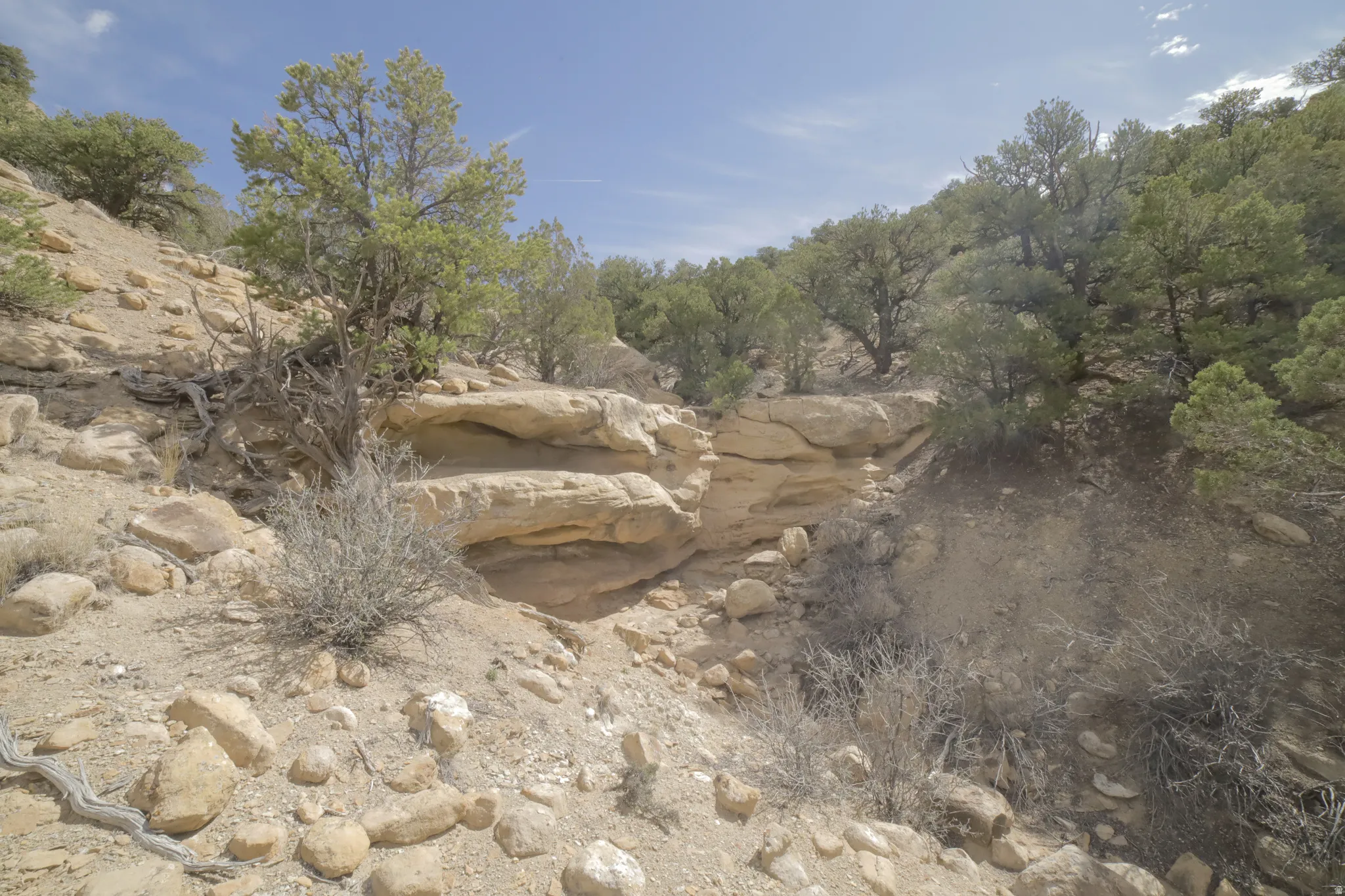 View of local wilderness