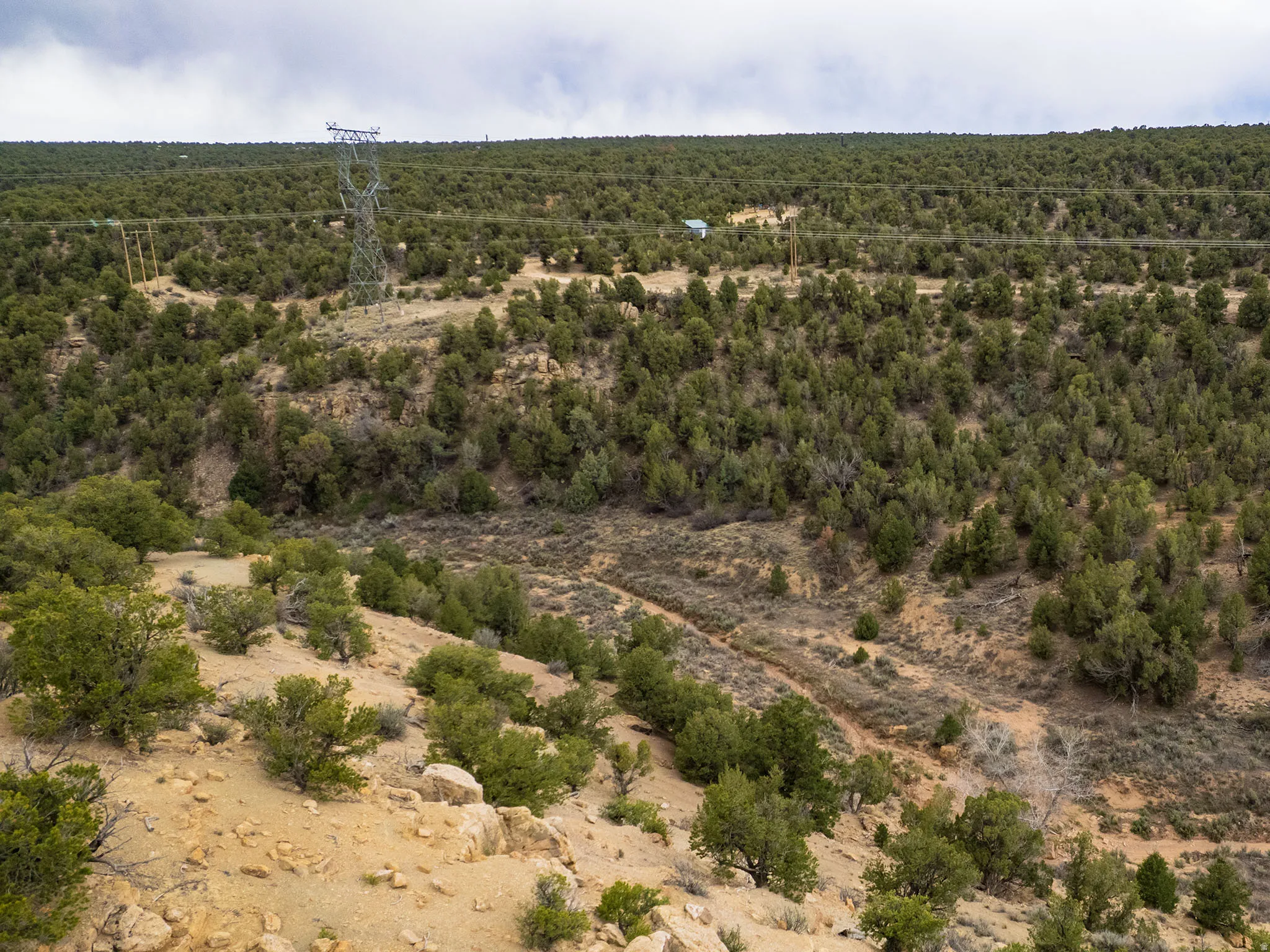 Drone / aerial view of a forest