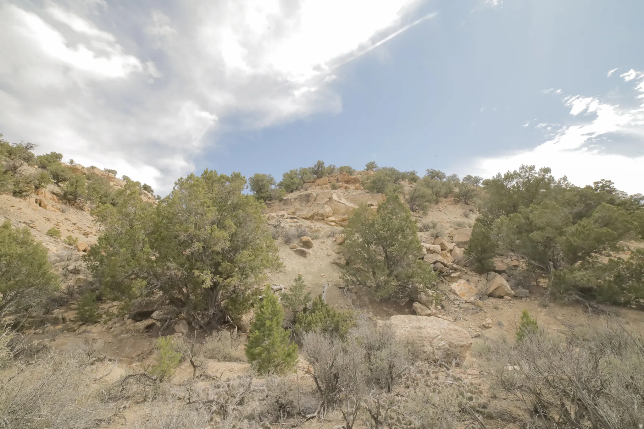 View of local wilderness