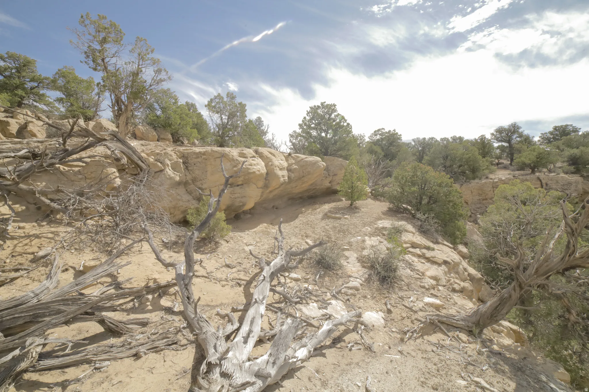 View of local wilderness