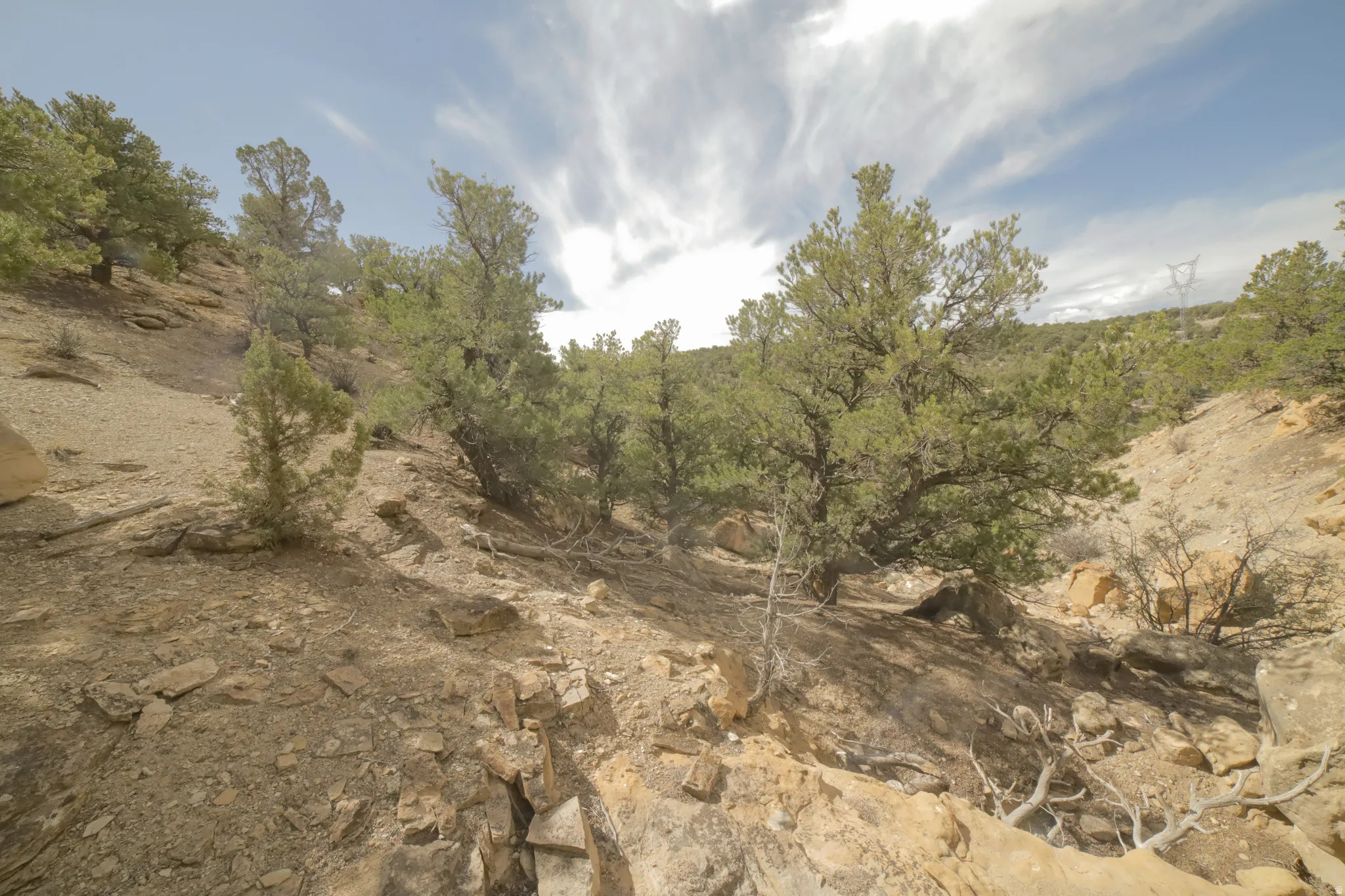 View of local wilderness