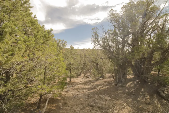View of tree filled area