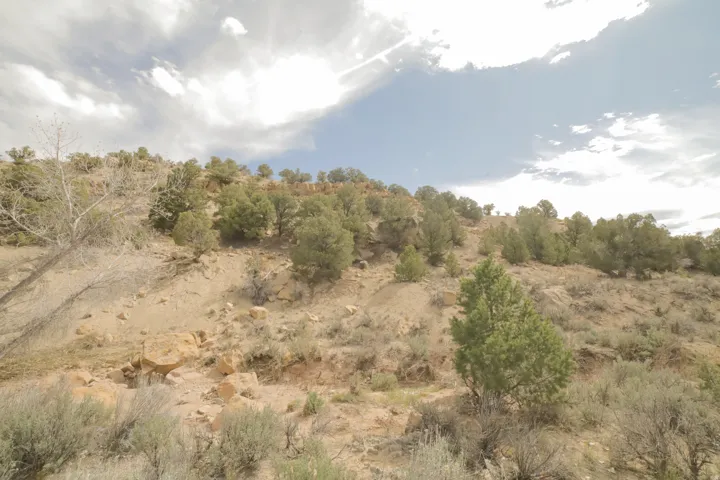 View of local wilderness