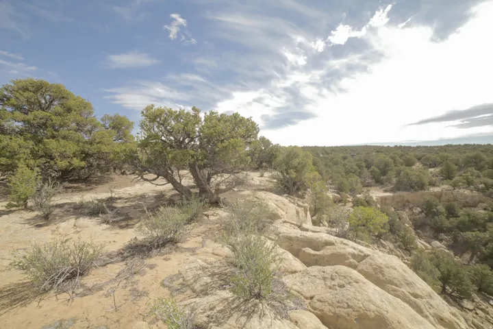 View of nature