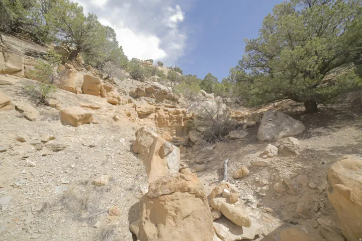 View of local wilderness