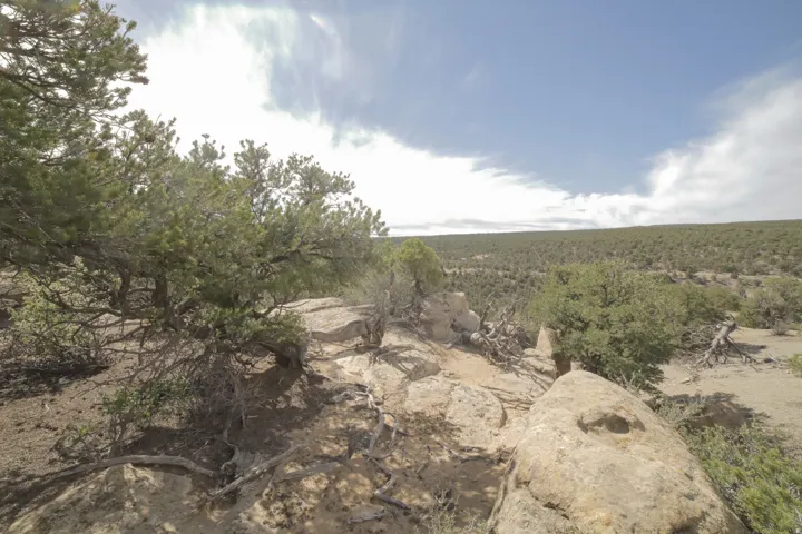 View of local wilderness