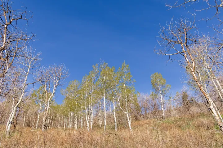 10135 N Kimball Canyon Rd, Park City, Utah 84098