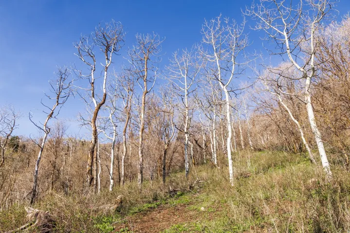 10135 N Kimball Canyon Rd, Park City, Utah 84098