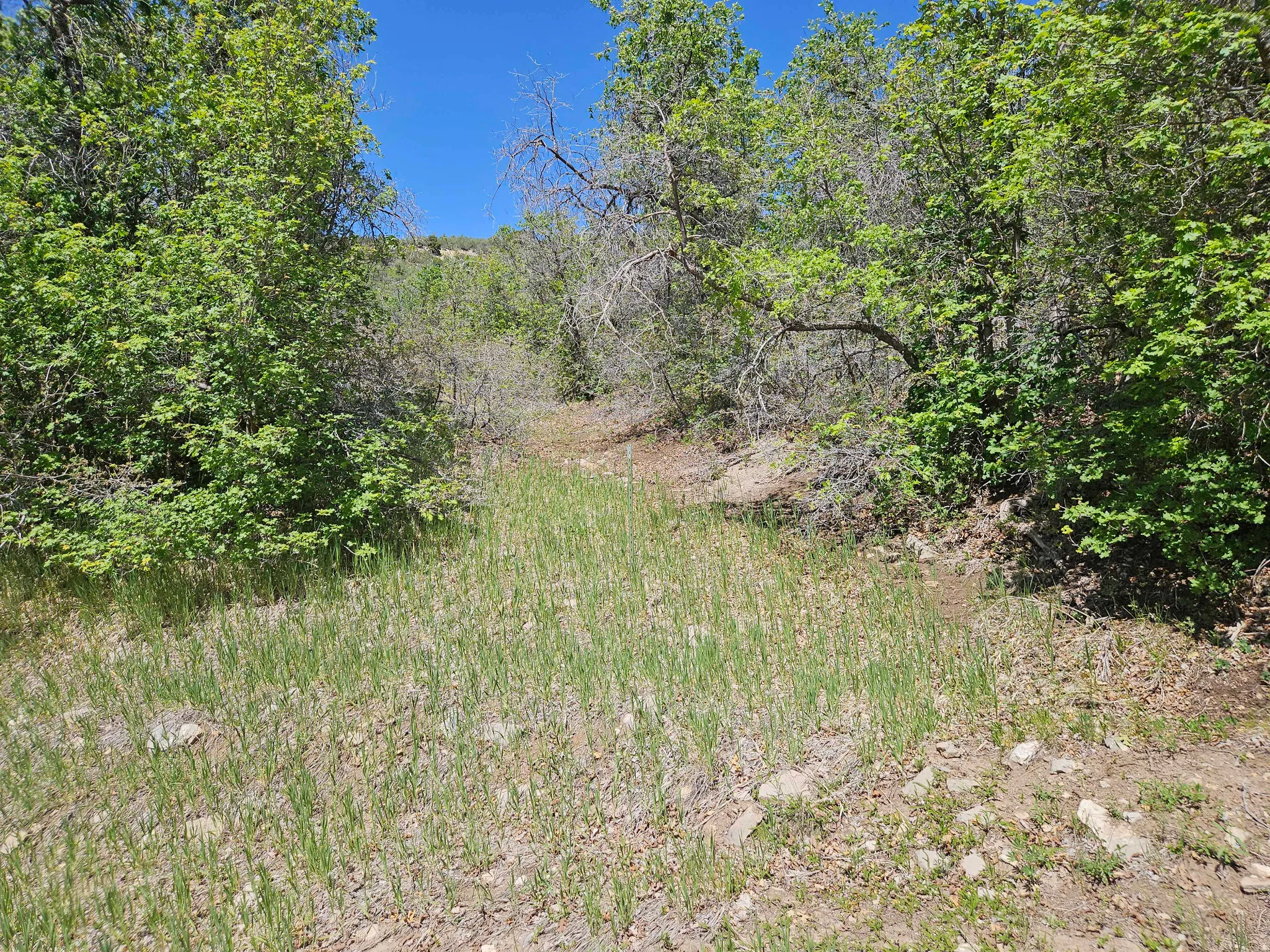 Land parcel featuring natural vegetation, including mature trees and ground cover
