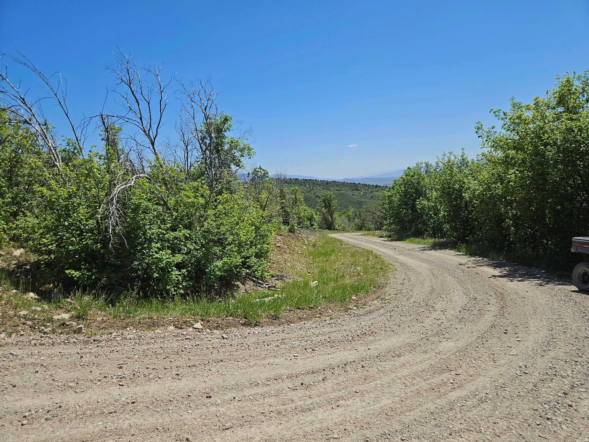 Curving unpaved road surrounded by lush green foliage and mature trees, with distant mountains visible under a clear sky