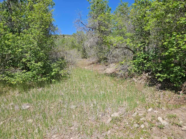 Land parcel featuring natural vegetation, including mature trees and ground cover