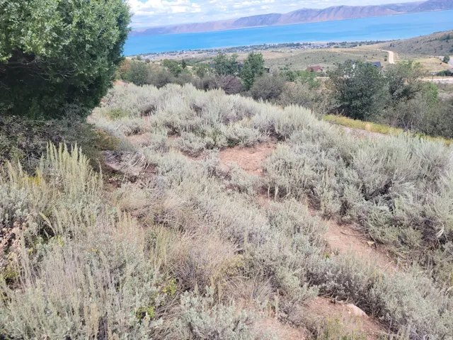 Sloping terrain featuring native brush and a distant body of water