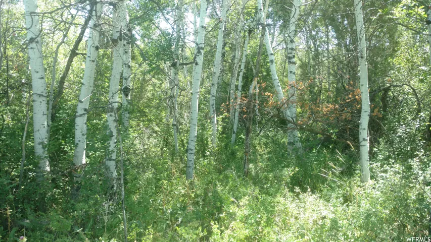 View of tree filled area