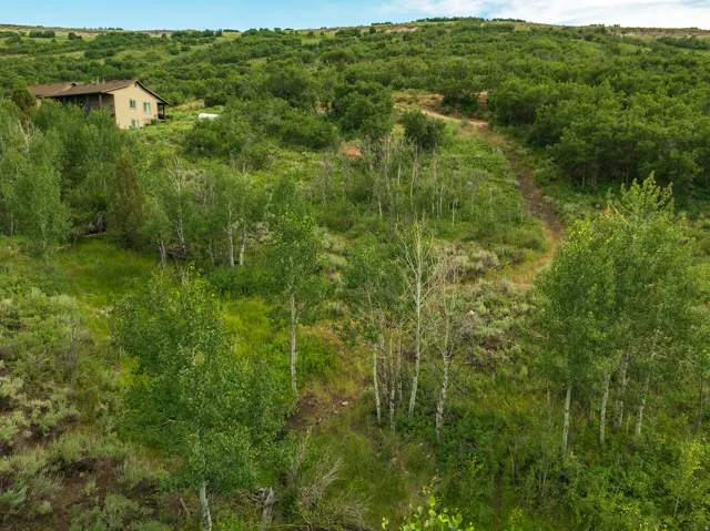 View of tree filled area