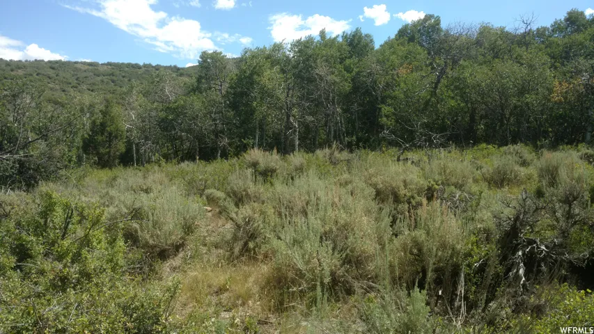 View of wooded area