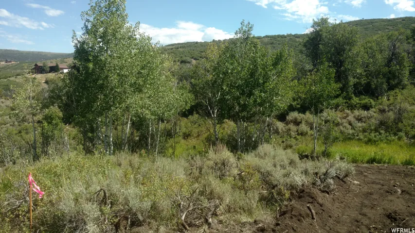 View of woods