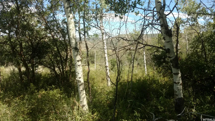 View of wooded area