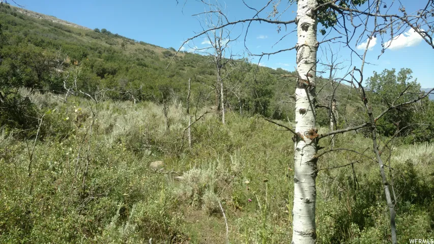 View of tree filled area