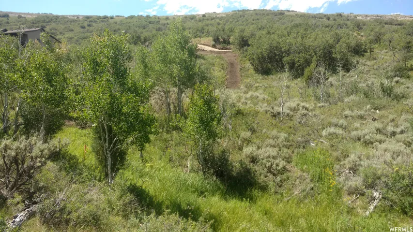 View of woods