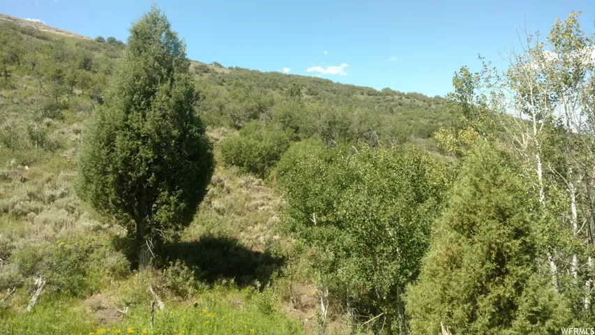 View of woods