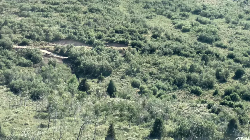 Bird's eye view of a forest