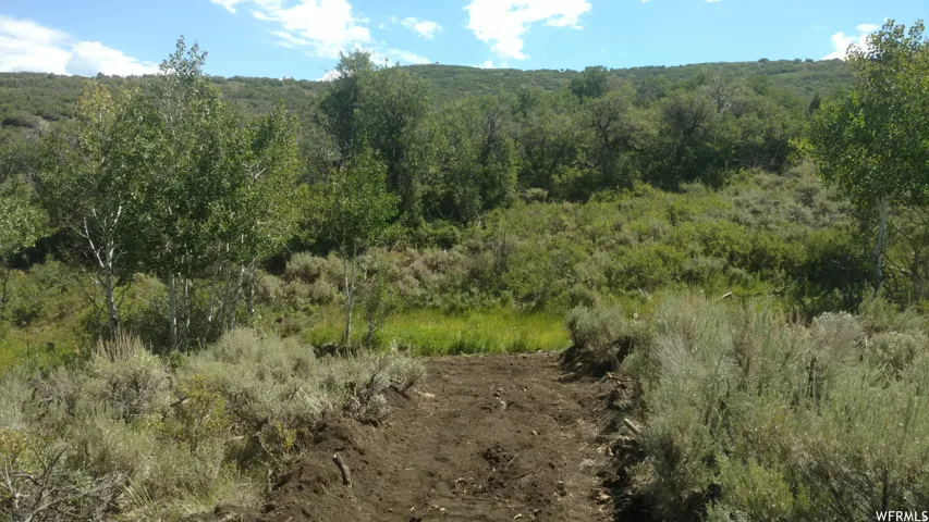 View of wooded area