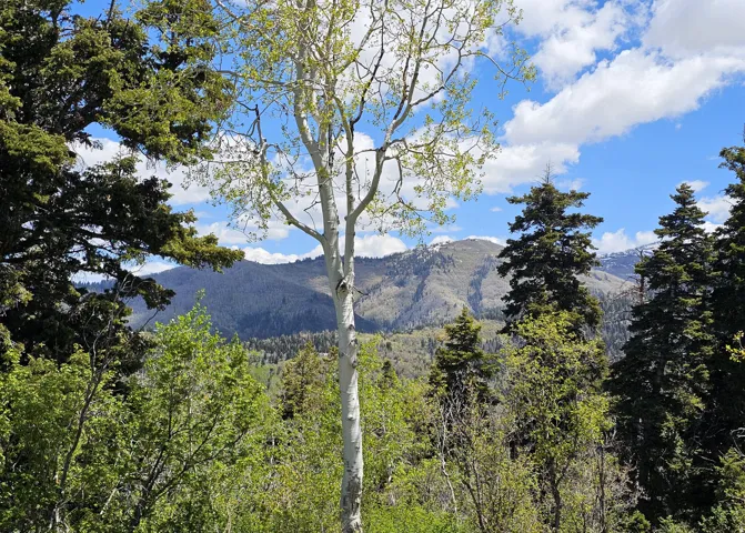 27 Pine Ridge Rd, Mt Pleasant, Utah 84647