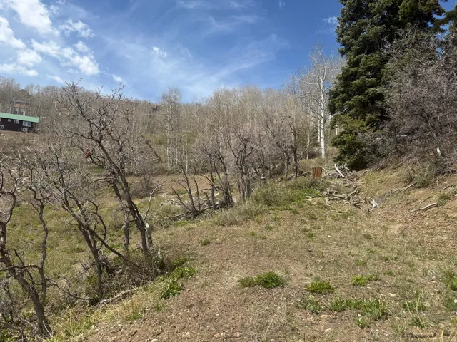 View of local wilderness