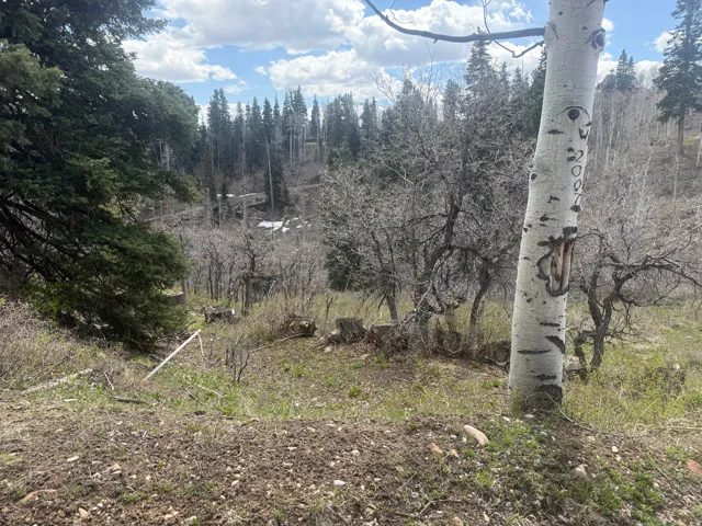 View of local wilderness