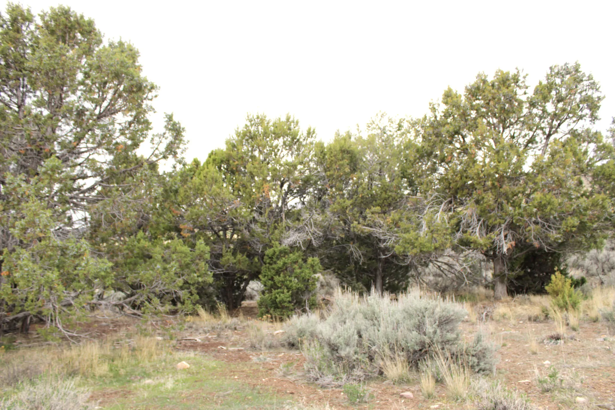 View of nature