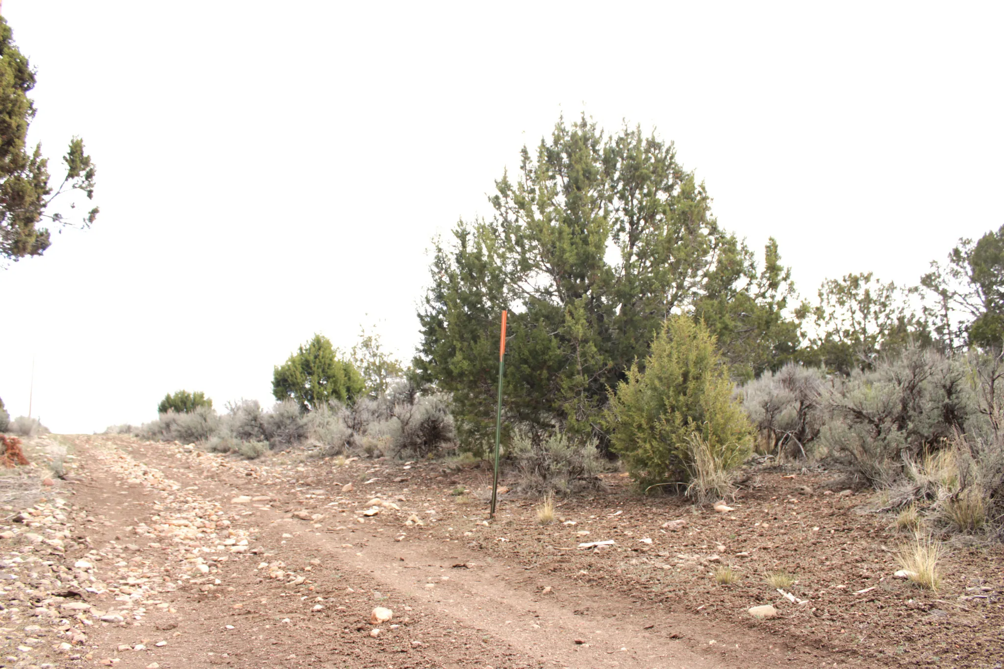 View of local wilderness