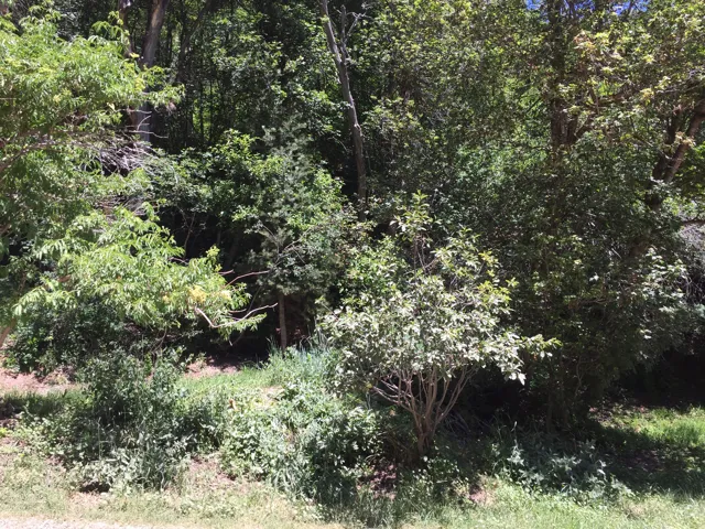 View of wooded area