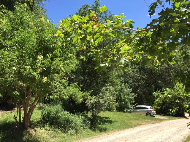 View of local wilderness