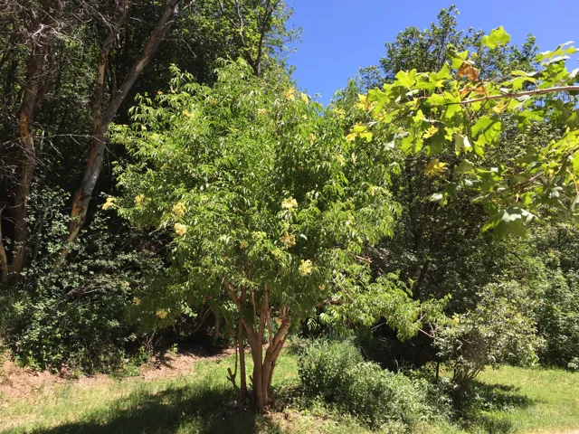 View of nature
