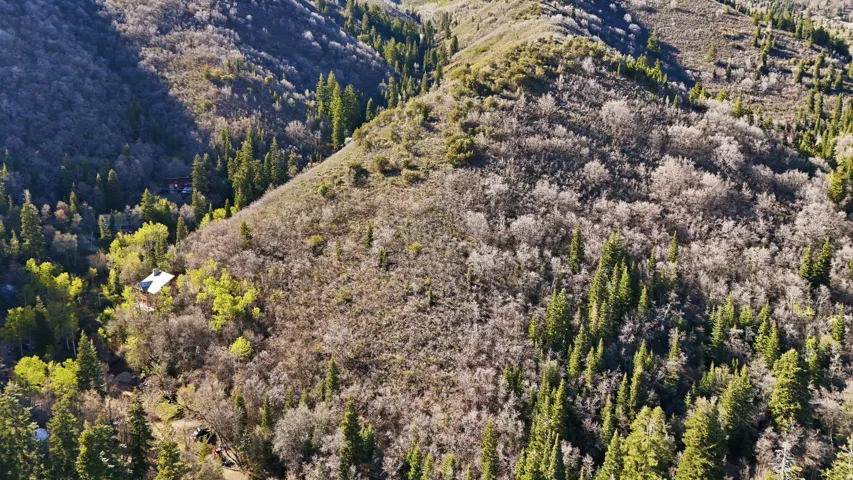 View of mountain background featuring a forest