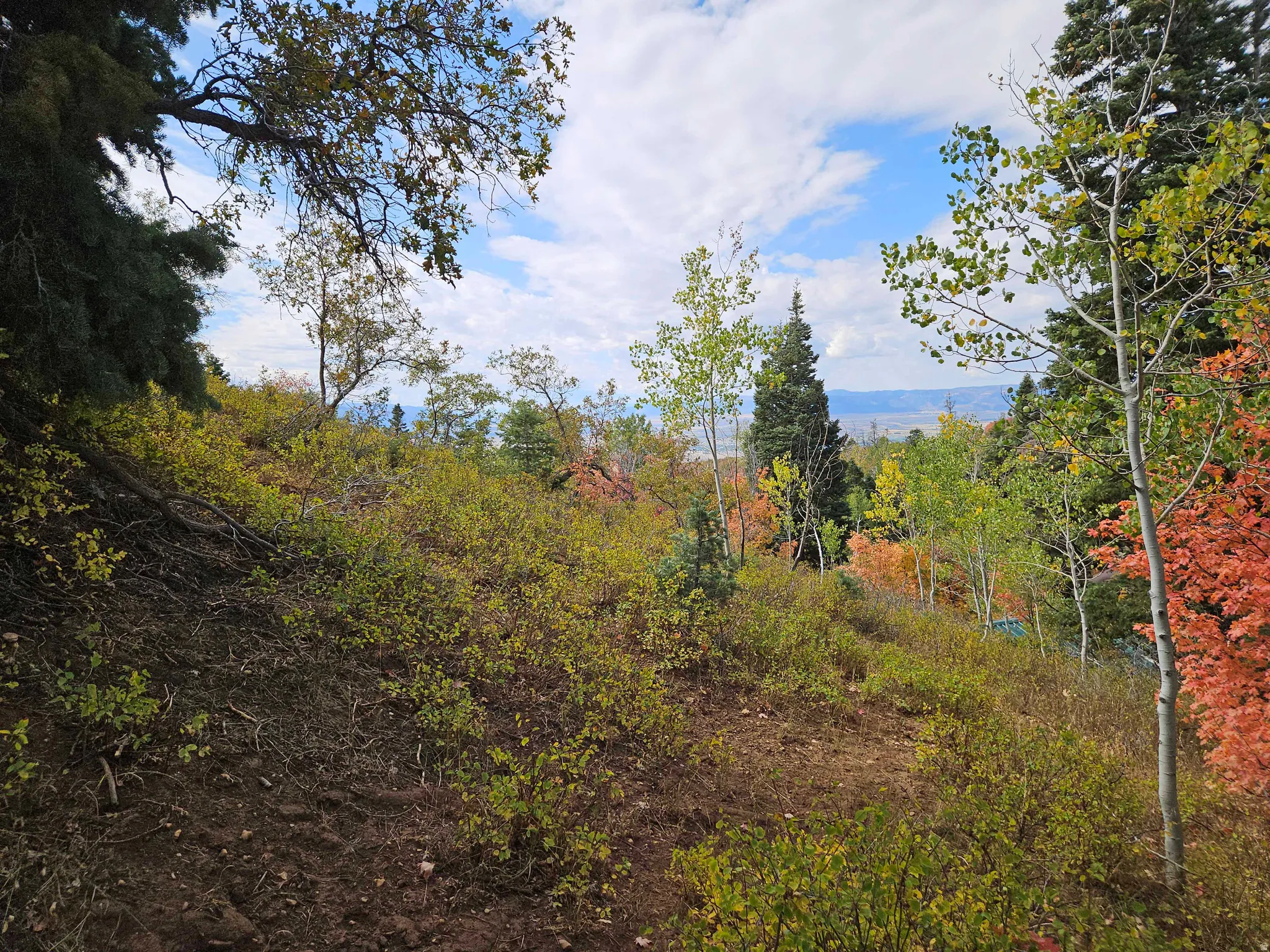 View of wooded area