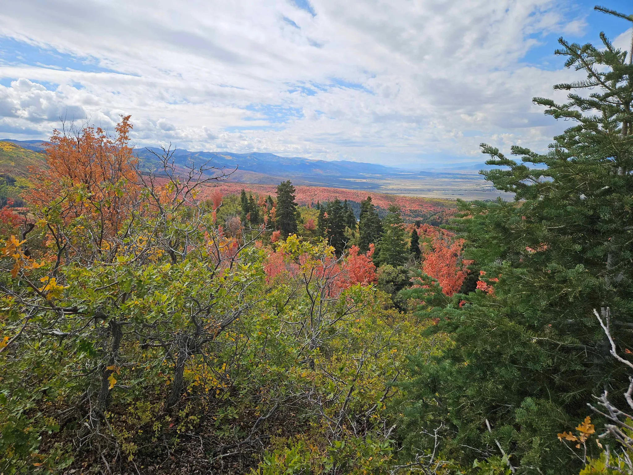 View of mountain backdrop featuring a heavily wooded area